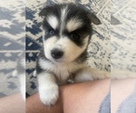 Small Photo #5 Pomsky Puppy For Sale in FRESNO, CA, USA