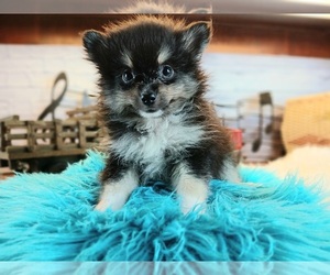 Pomeranian Puppy for sale in CARTHAGE, TX, USA