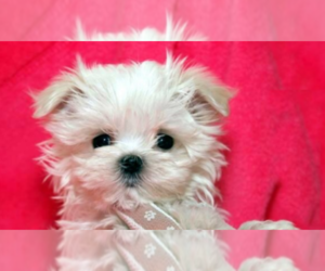 Maltese Puppy for sale in MARSHALLTON, DE, USA