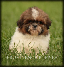 Shih Tzu Puppy for sale in COPPOCK, IA, USA