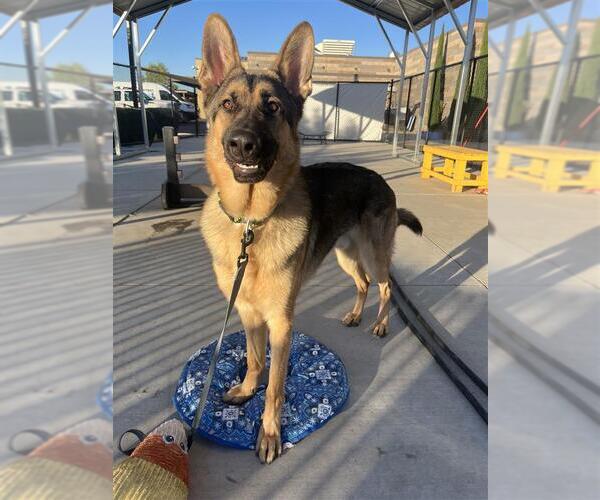 Medium Photo #1 German Shepherd Dog-Unknown Mix Puppy For Sale in Elk Grove, CA, USA
