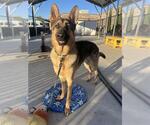 Small German Shepherd Dog Mix