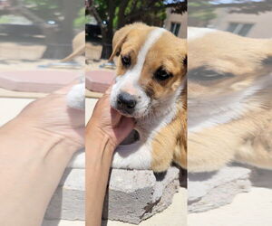 Mutt Dogs for adoption in Pena Blanca, NM, USA