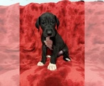 Puppy 3 Great Dane