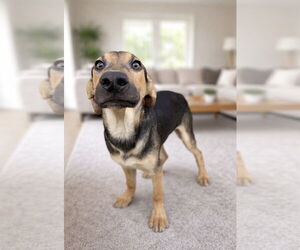 Jordie - Male Mutt Dog for Adoption - Photo #4