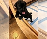 Small Photo #8 Cane Corso Puppy For Sale in HOLTVILLE, CA, USA
