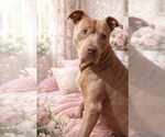 Small Staffordshire Bull Terrier Mix