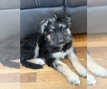 Puppy Kacie German Shepherd Dog
