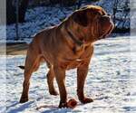 Small Photo #1 Dogue de Bordeaux Puppy For Sale in ANDOVER, CT, USA