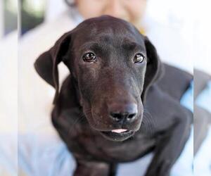 Labrador Retriever-Unknown Mix Dogs for adoption in San Antonio, TX, USA