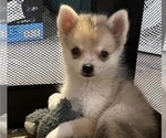 Small #1 Pomsky