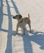 Small Photo #2 Labrador Retriever Puppy For Sale in VEEDERSBURG, IN, USA
