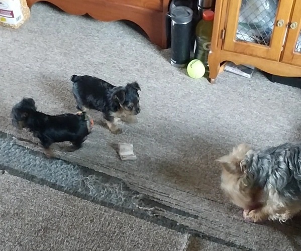 Medium Photo #4 Yorkshire Terrier Puppy For Sale in DEER PARK, WI, USA