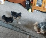 Small #2 Yorkshire Terrier