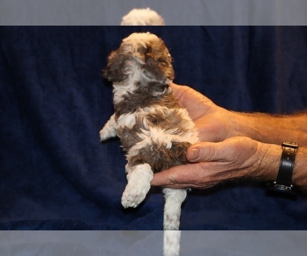 Medium Photo #21 Poodle (Toy) Puppy For Sale in DYERSBURG, TN, USA