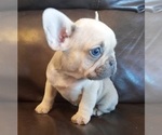 Puppy 2 French Bulldog