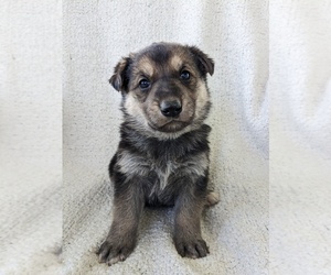 German Shepherd Dog Puppy for sale in AUBURN, KY, USA