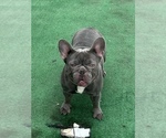 Small Photo #1 French Bulldog Puppy For Sale in CAPE CORAL, FL, USA