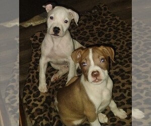 American Pit Bull Terrier Puppy for sale in SAGINAW, MI, USA