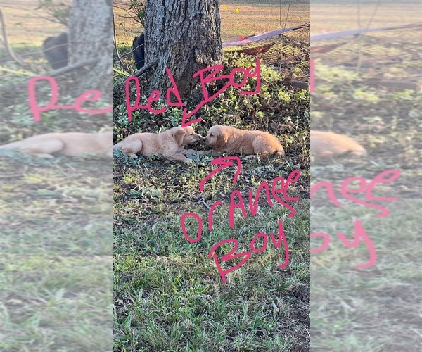 Medium Photo #14 Golden Retriever Puppy For Sale in BOILING SPGS, SC, USA