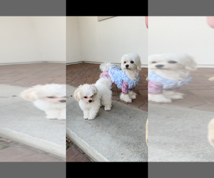 Father of the Maltipoo (Toy) puppies born on 07/16/2026