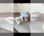 Small Photo #1 Maltipoo (Toy) Puppy For Sale in ARCADIA, CA, USA