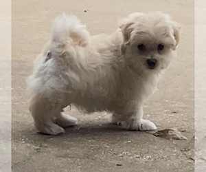 Maltese Puppy for sale in CROWLEY, TX, USA