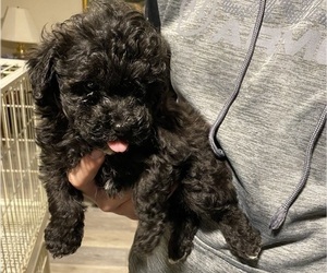 Poodle (Toy) Puppy for sale in CROSSVILLE, TN, USA