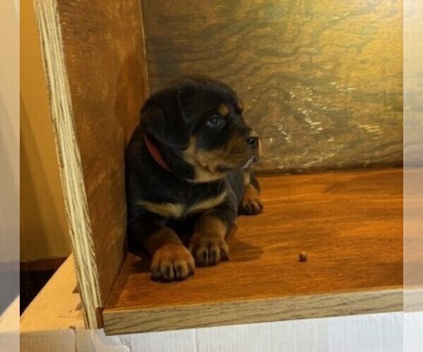 Medium Photo #5 Rottweiler Puppy For Sale in SHEFFIELD, IL, USA