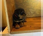 Small #4 Rottweiler