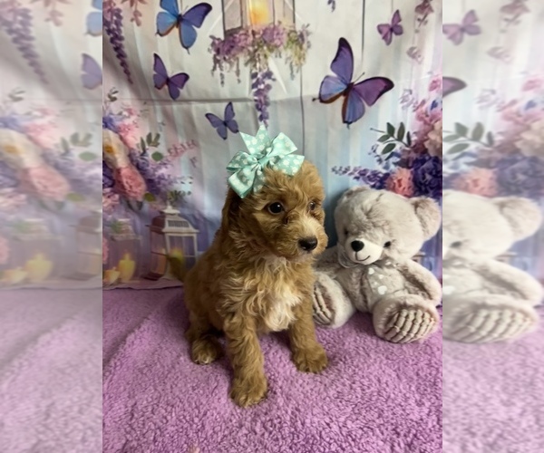 Medium Photo #1 Goldendoodle mix (+ Poodle Miniature) Puppy For Sale in CENTER HILL, FL, USA