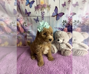Goldendoodle mix (+ Poodle Miniature) Puppy for sale in CENTER HILL, FL, USA