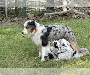 Mother of the Miniature American Shepherd puppies born on 03/31/2023