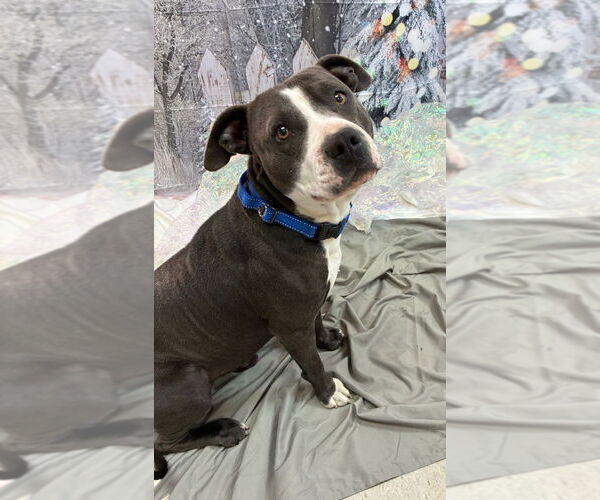 Medium Photo #3 Mutt Puppy For Sale in Bryant, AR, USA