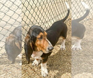 MURPHY - ADOPTION PENDING! - Male Basset Hound Dog for Adoption - Photo #3