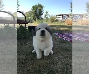 Great Pyrenees Puppy for sale in OTTUMWA, IA, USA