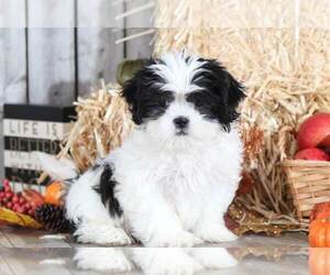 Shih Tzu Puppy for sale in MOUNT VERNON, OH, USA