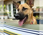 Small #7 Dutch Shepherd  Mix