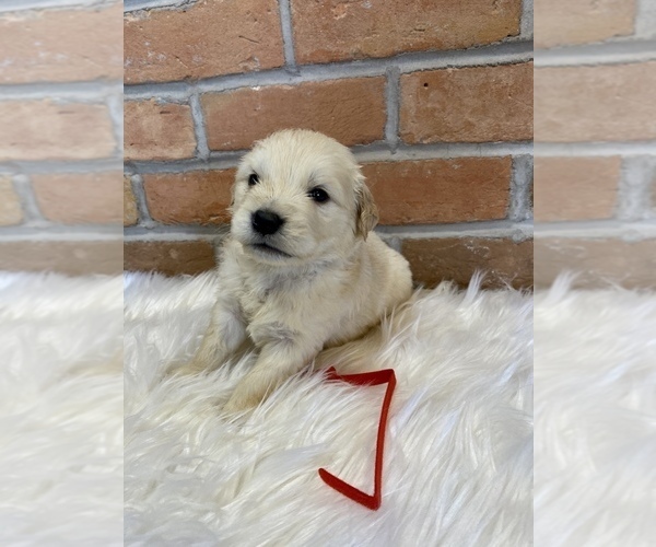Medium Photo #2 Golden Retriever Puppy For Sale in LAPOINT, UT, USA