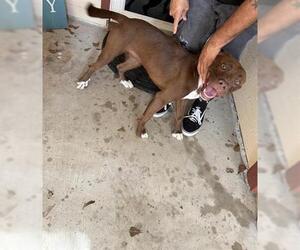 Staffordshire Bull Terrier Dogs for adoption in Houston, TX, USA
