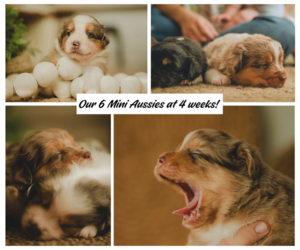 Miniature Australian Shepherd Litter for sale in WINTER GARDEN, FL, USA