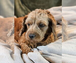 Cavalier King Charles Spaniel Dogs for adoption in Bon Carbo, CO, USA