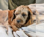 Small Cavalier King Charles Spaniel