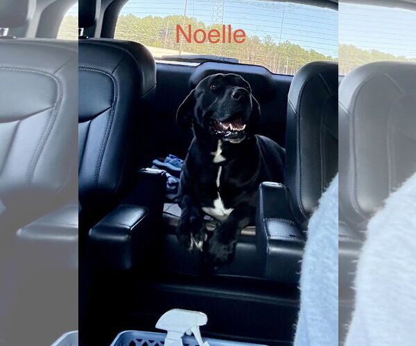 Medium Photo #2 Labrador Retriever-Unknown Mix Puppy For Sale in Farmerville, LA, USA