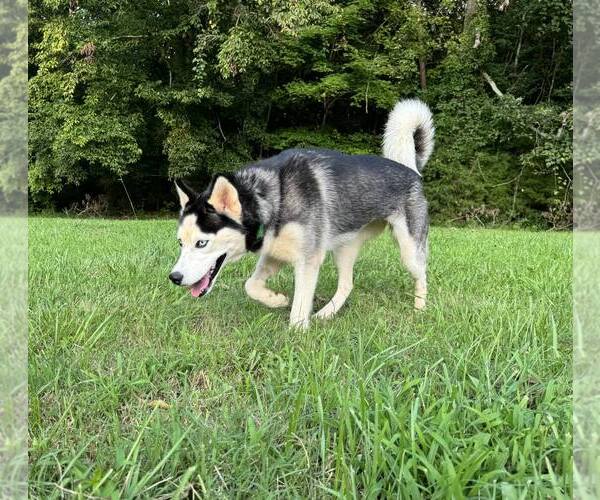 Medium Photo #3 Siberian Husky Puppy For Sale in Randleman , NM, USA