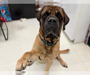 Mastiff Dogs for adoption in Ames, IA, USA