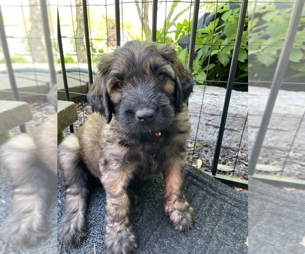 Medium Photo #2 Saint Berdoodle Puppy For Sale in ELK RIVER, MN, USA