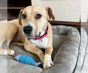 Kitchen - Female Mutt Dog for Adoption - Photo #6
