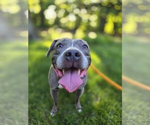 American Pit Bull Terrier-Unknown Mix Dogs for adoption in Caldwell, NJ, USA