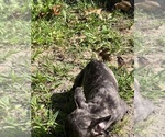 Small Photo #7 French Bulldog Puppy For Sale in MILLVILLE, NJ, USA